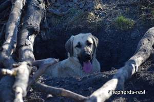 Image of Anatolian Shepherd Neşeli Kız