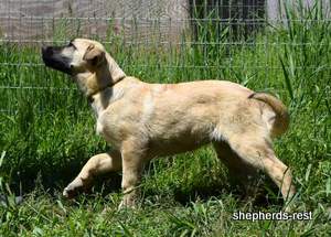 Image of Anatolian Shepherd Neşeli Kız