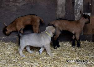 Image of Anatolian Shepherd Neşeli Kız