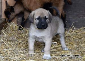 Image of Anatolian Shepherd Neşeli Kız