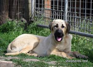 Image of Anatolian Shepherd Neşeli Kız