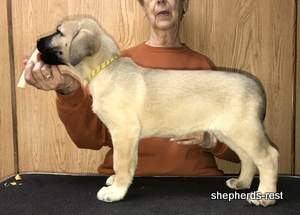 Image of Anatolian Shepherd Neşeli Kız