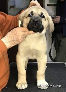 Image of Anatolian Shepherd Neşeli Kız