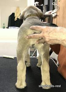 Image of Anatolian Shepherd Neşeli Kız