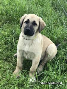 Image of Anatolian Shepherd Neşeli Kız