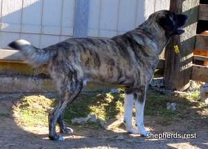 Image of Shepherds Rest Anatolians Shepherds Rest Noah