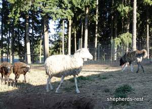 Image of Shepherds Rest Anatolians Shepherds Rest Noah