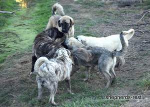 Image of Anatolian Shepherd Kara Pamuk