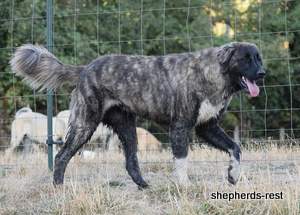 Image of Anatolian Shepherd Rest Kara Pamuk
