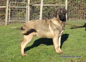 Image of Anatolian Shepherd Pehlivan