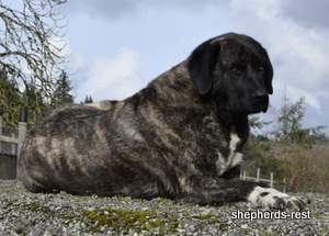Image of Shepherds Rest Anatolians Shepherds Rest Çizgili Rakun