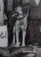 Eski Çoban Köpeği Fotoğrafları, Türkiye, 1932