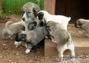 3 week old Sirin X Duman puppies