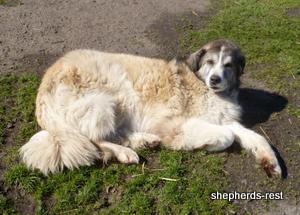 Image of Shepherds Rest Anatolians Sirin