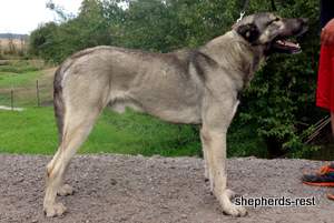 Image of Anatolian Shepherd Oyacalı Sırtlan Import