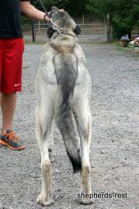 Image of Anatolian Shepherd Oyacalı Sırtlan Import