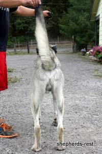 Image of Anatolian Shepherd Oyacalı Sırtlan Import