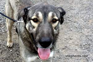 Image of Anatolian Shepherd Oyacalı Sırtlan Import