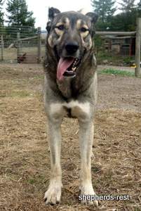 Image of Anatolian Shepherd Oyacalı Sırtlan Import