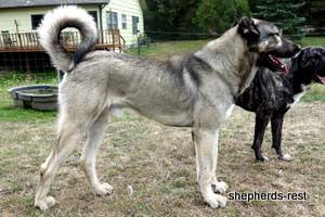 Image of Anatolian Shepherd Oyacalı Sırtlan Import