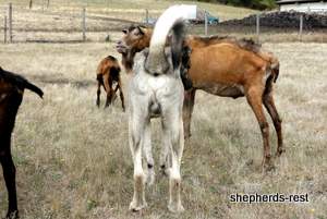 Image of Anatolian Shepherd Oyacalı Sırtlan Import