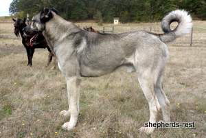 Image of Anatolian Shepherd Oyacalı Sırtlan Import