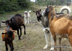 Image of Anatolian Shepherd Oyacalı Sırtlan Import