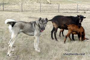 Image of Anatolian Shepherd Oyacalı Sırtlan Import