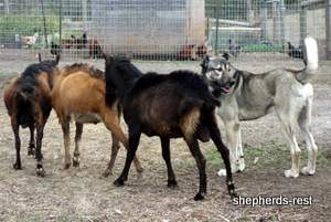 Image of Anatolian Shepherd Oyacalı Sırtlan Import