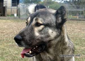 Image of Anatolian Shepherd Oyacalı Sırtlan Import