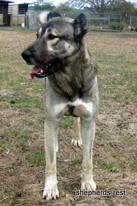 Image of Anatolian Shepherd Oyacalı Sırtlan Import