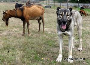 Image of Anatolian Shepherd Oyacalı Sırtlan Import