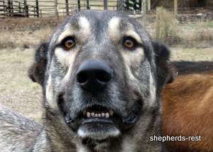 Image of Anatolian Shepherd Oyacalı Sırtlan Import