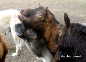 Image of Anatolian Shepherd Oyacalı Sırtlan Import