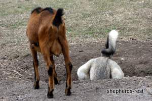 Image of Anatolian Shepherd Oyacalı Sırtlan Import