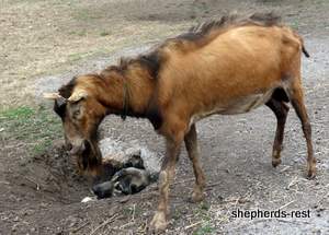 Image of Anatolian Shepherd Oyacalı Sırtlan Import