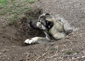 Image of Anatolian Shepherd Oyacalı Sırtlan Import