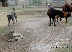 Image of Anatolian Shepherd Oyacalı Sırtlan Import