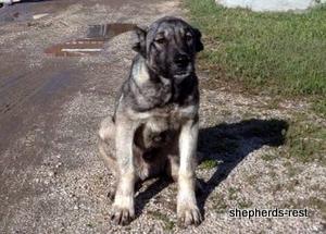 Image of Anatolian Shepherd Oyacalı Sırtlan Import