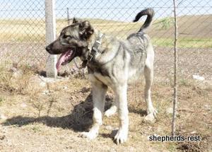 Image of Anatolian Shepherd Oyacalı Sırtlan Import