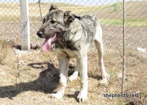 Image of Anatolian Shepherd Oyacalı Sırtlan Import