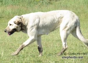 Image of Anatolian Shepherd Oyacalı Sırtlan Import