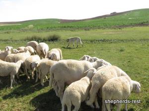 Image of Anatolian Shepherd Oyacalı Sırtlan Import