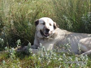 Image of Anatolian Shepherd Oyacalı Sırtlan Import