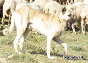 Image of Anatolian Shepherd Oyacalı Sırtlan Import