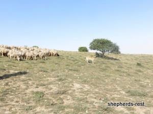 Image of Anatolian Shepherd Oyacalı Sırtlan Import