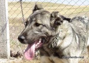 Image of Anatolian Shepherd Oyacalı Sırtlan Import