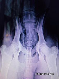 Image of Anatolian Shepherd Oyacalı Sırtlan Import