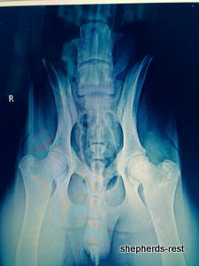 Image of Anatolian Shepherd Oyacalı Sırtlan Import