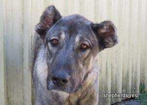 Image of Anatolian Shepherd Oyacalı Sırtlan Import